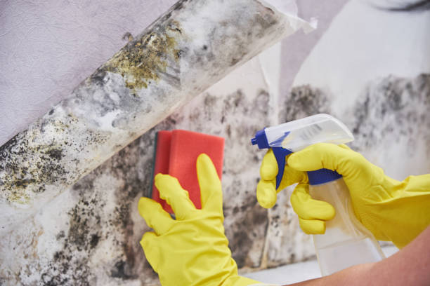 Why You Should Choose Our Mold Remediation Services in Smithville, MO